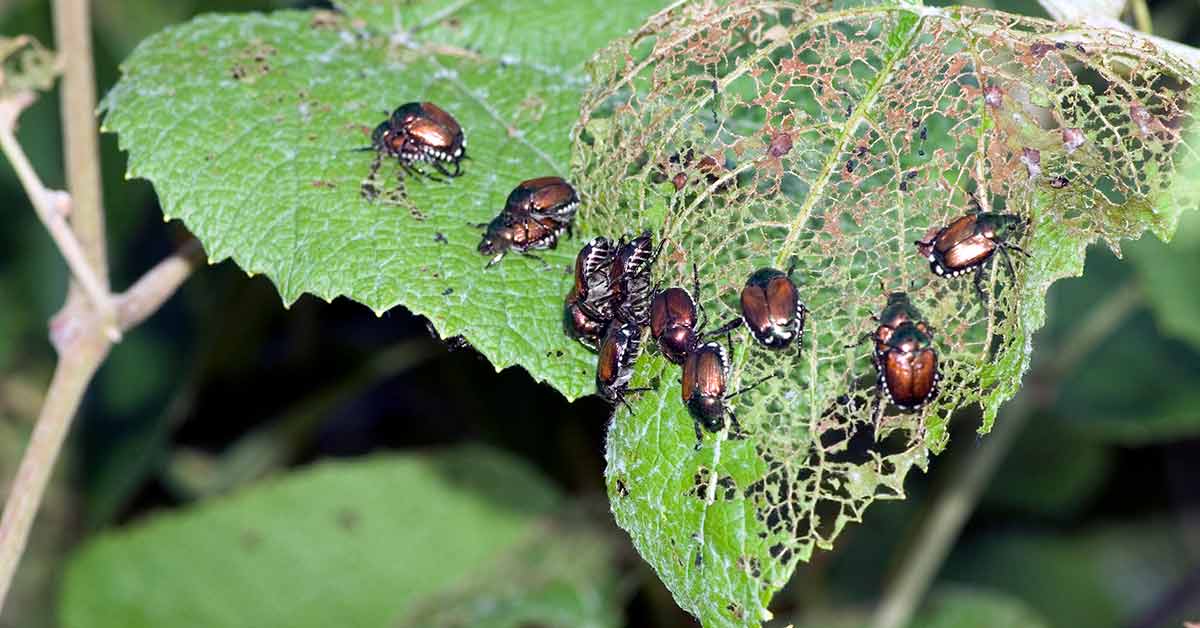 7 Common Types of Pests in Leon Valley