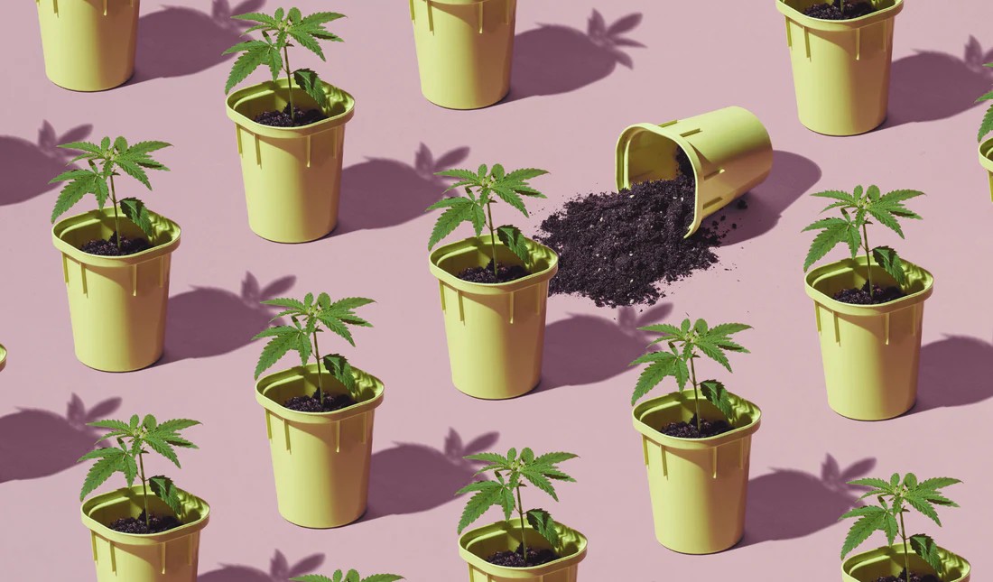 Crafting Your Calm: Incorporating Delta 8 Gummies into Your Wellness Routine