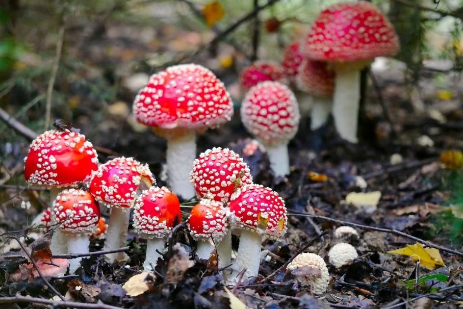 Amanita Muscaria Gummies: Nurturing Mind, Body, and Spirit