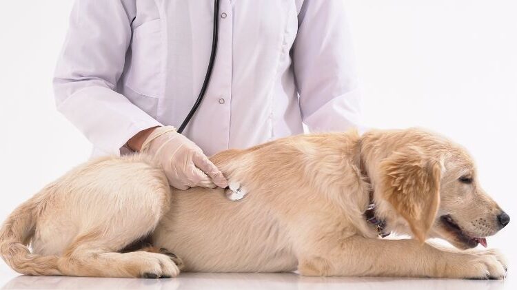 Leaky Gut Syndrome in Dogs – Signs and Symptoms