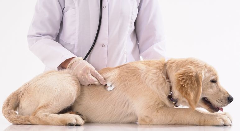 Leaky Gut Syndrome in Dogs – Signs and Symptoms