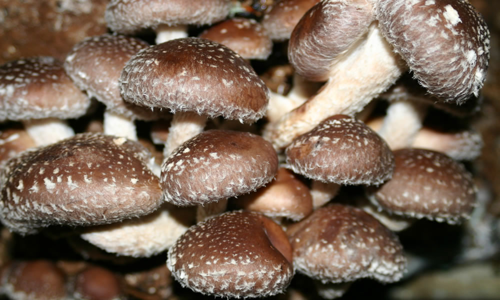 How does use magic mushroom gummies responsibly – Safety precautions?