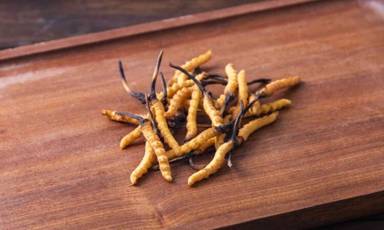 Cordyceps Supplement