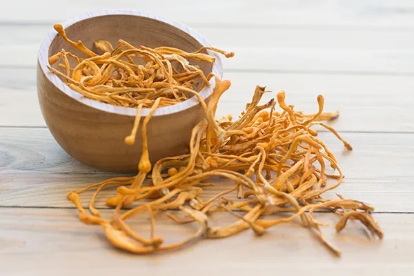 Cordyceps Supplement